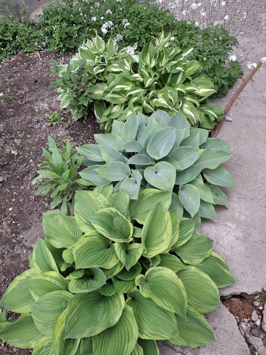 Продам  цветы для клумбы -хосты