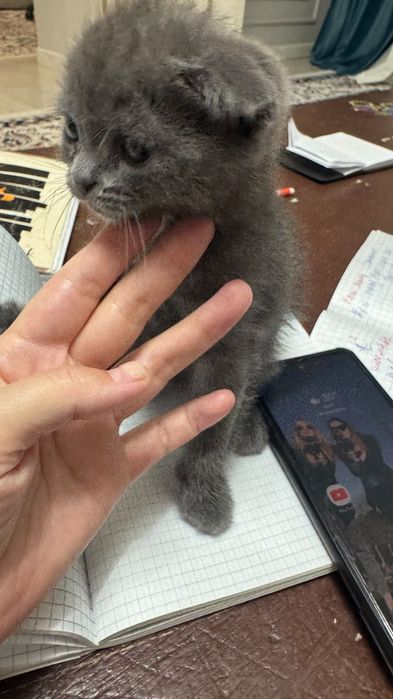 Продается шотландская висловхая