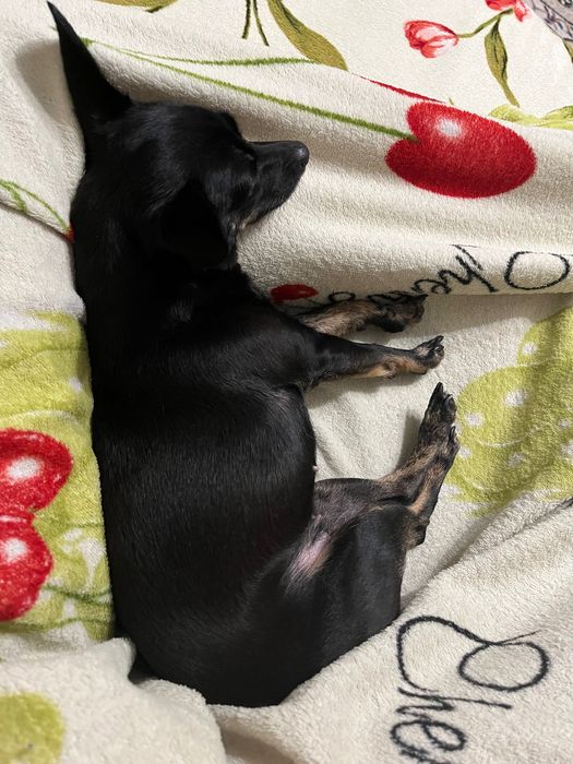 Карликовый пинчер