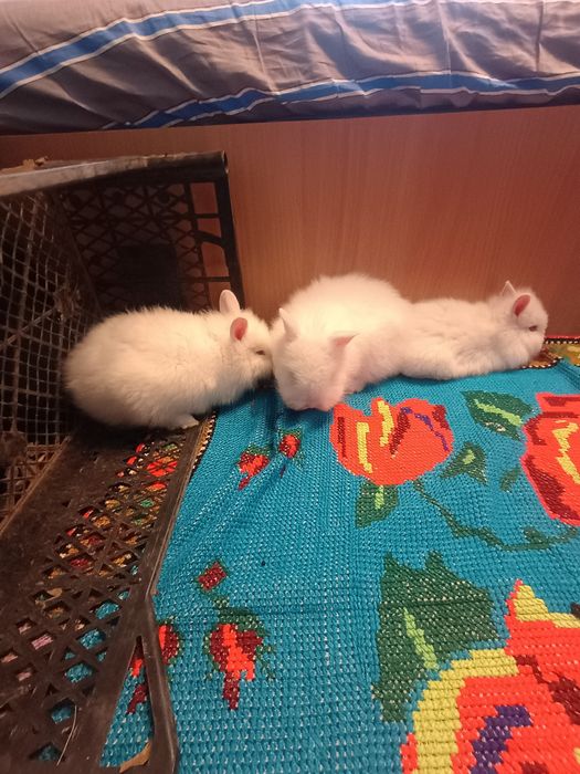 Iepurasi Cap de Leu, ochi rosii