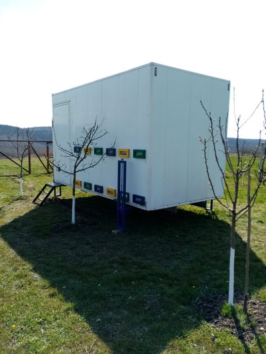 Oferta lunii august:Vând familii de albine Buckfast și Carpatina