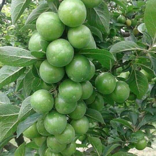 Слива Папаз (Papaz Erik)