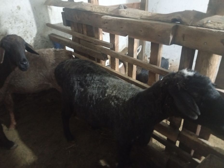 семиз саулық қойлар