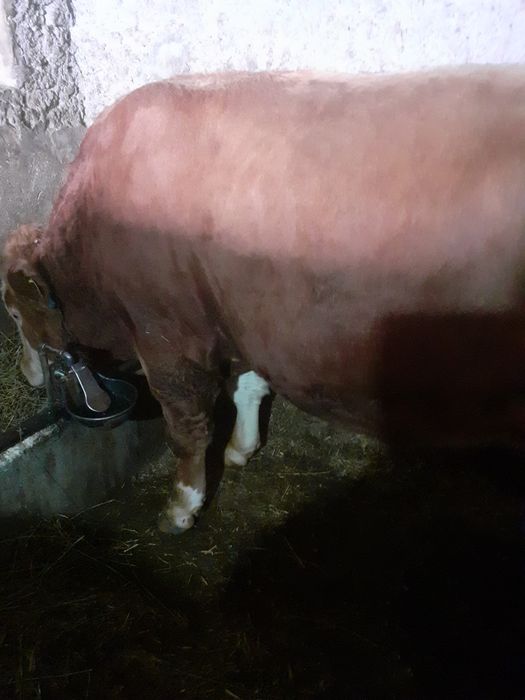 Taur baltat de vanzare