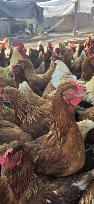 Ломан браун тауық