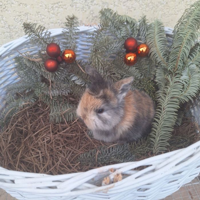 Продам Кроликов породы Минилоп Сплит/Минелоп Сплит қуёнчалар