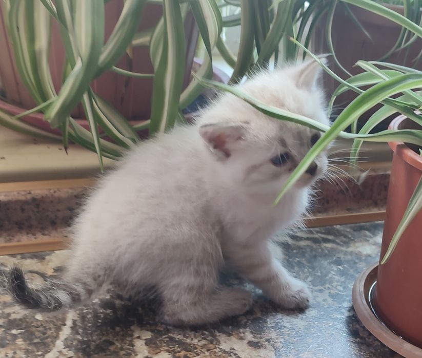 Шатланские котята