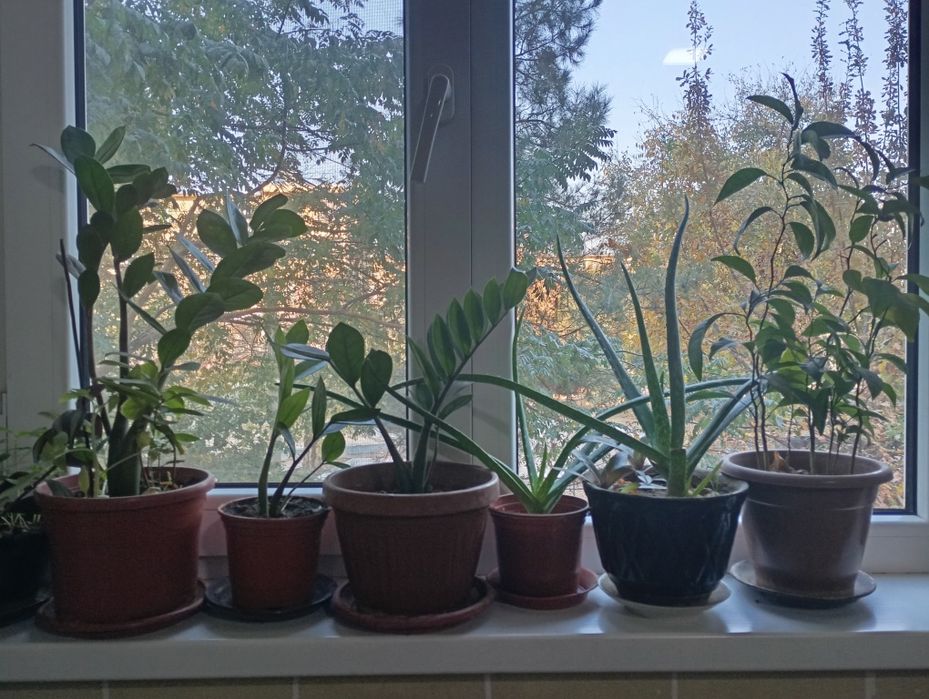 Продаю Цветы в горшке