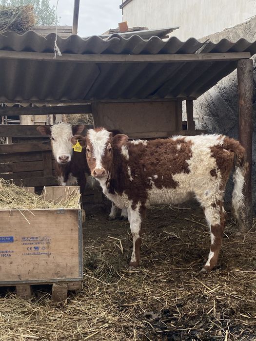 2 баспақ сатылады