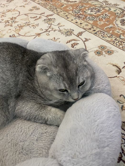 Шатландски кот 1 годик