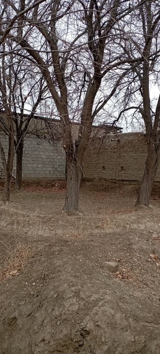 Daraxtlar sotiladi aloqa uchun