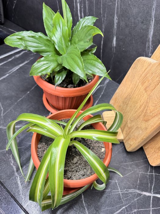 Продам комнатные цветы по 1500