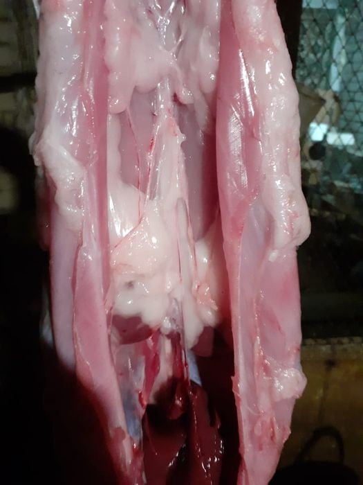 Продам мясо кролика