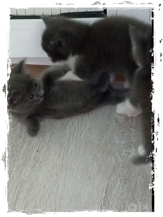 Продаються котята. Породы русская голубая. Есть доставка платная.