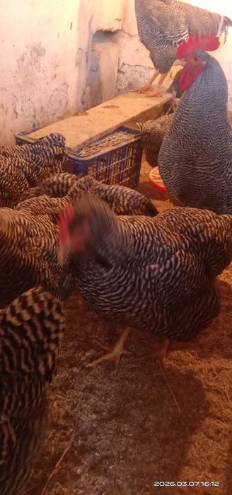 Плимутрок. Инкубационные яйца.