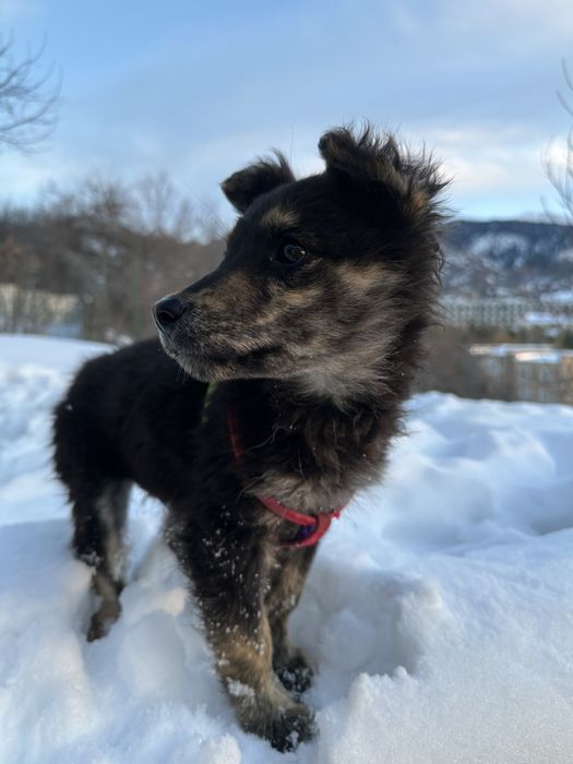 Ищем дом для щенка 4 мес