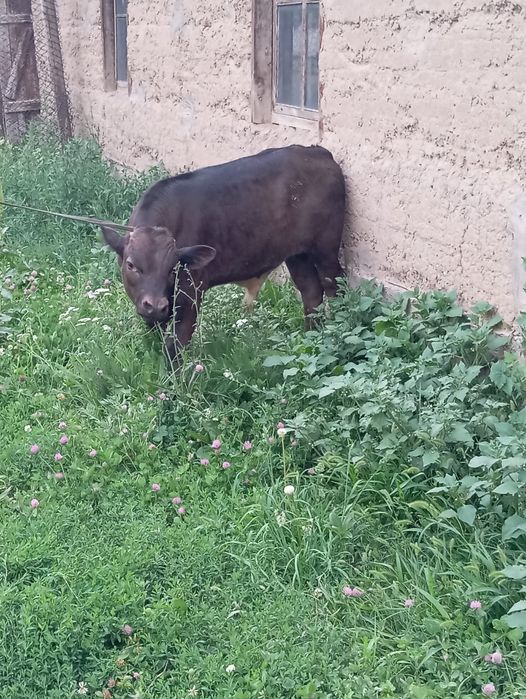 Продаётся Корова с телёнкам   Село Аймен