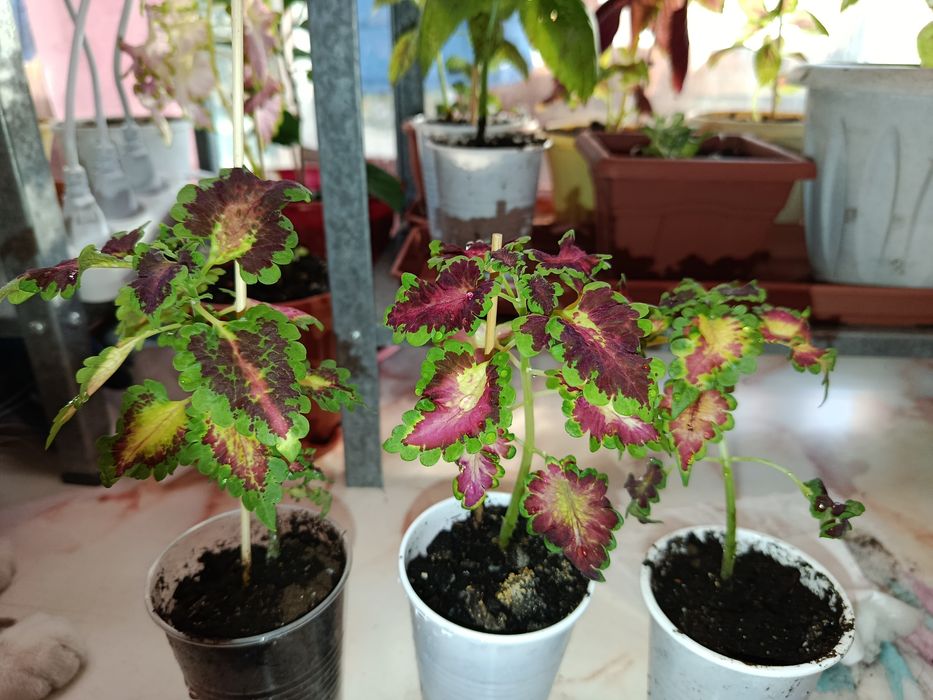 Комнатное растение. Колеус