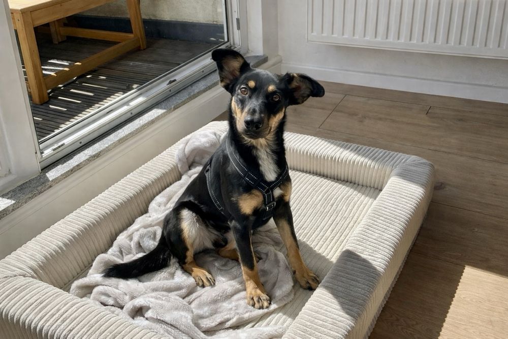 Собака Найла — умная и очень ласковая