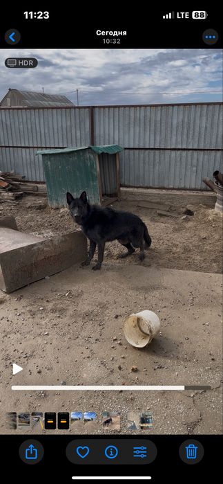 Овчарка сатылады