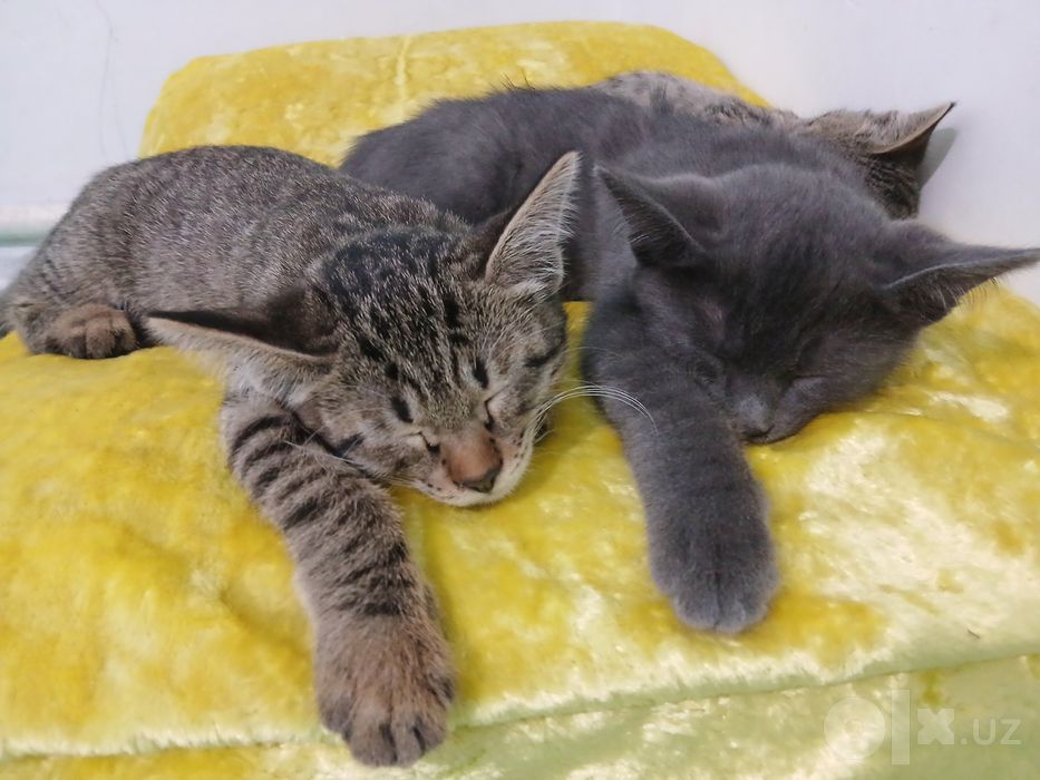 Котята в подарок