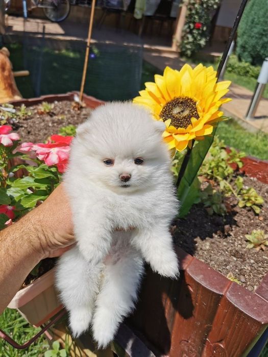 Померам Мини мини