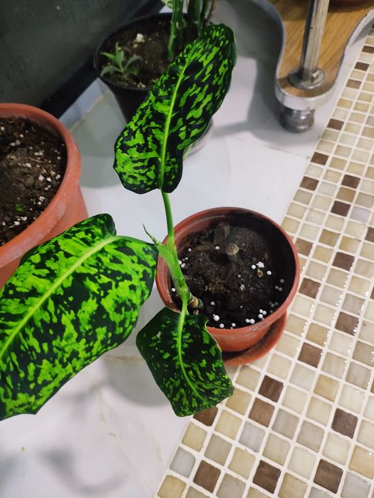 Дифенбахия рефлектор шикарный цвет электро