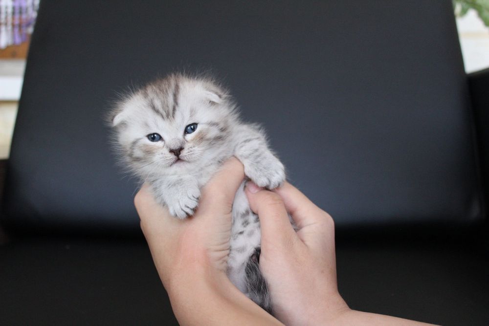 Животные, шотланские веслоухие