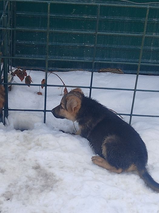 Продам щенков немецкой овчарки