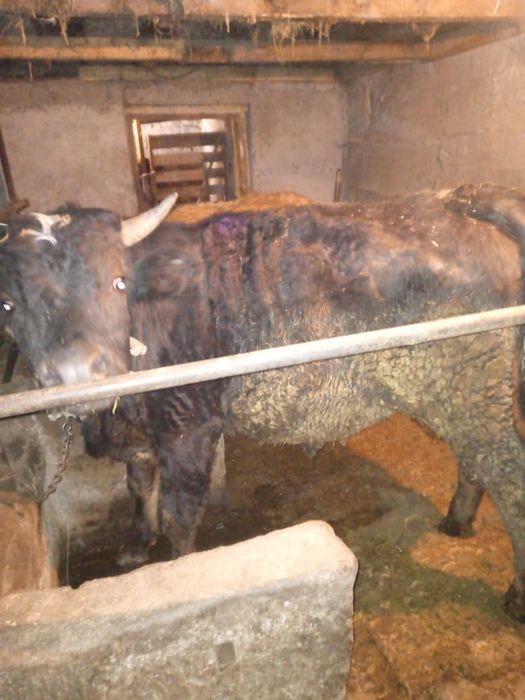 Быки  на откорме