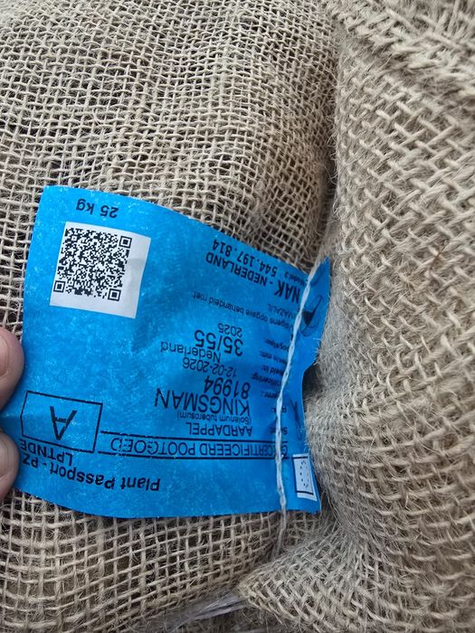 Cartofi de sămânță si arpagic stuttgarter origine olanda