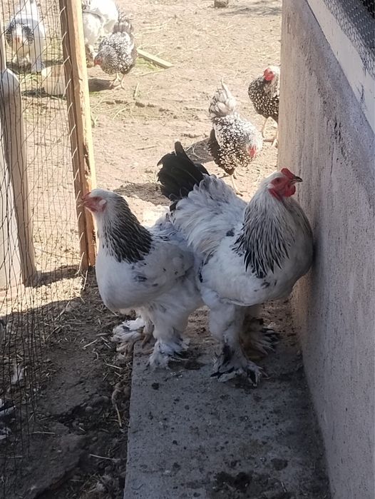 Vamd cocosi si gaini
