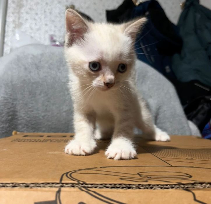 Девочки ищут семью