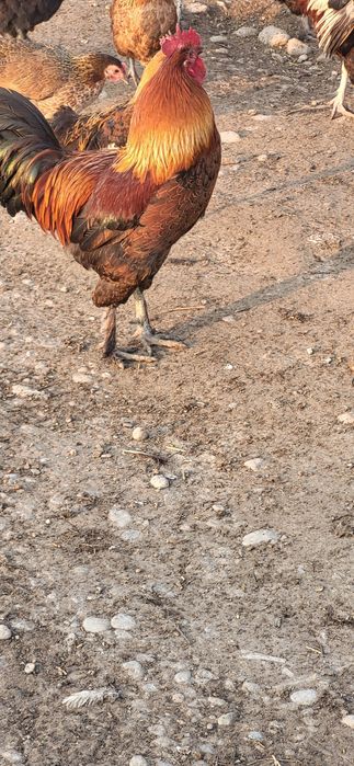 Продам молодой Петух