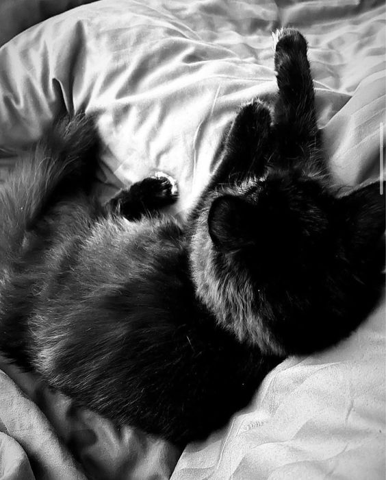 Отдам кошечку в добрые руки