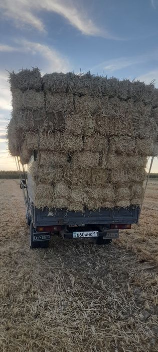 Сабан прес Қамыс прес бар