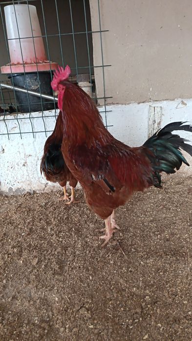 Хан хяп ху́розлари сотилади...