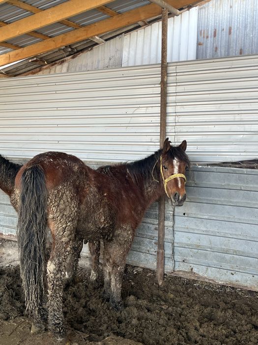 1,5 жасар борланған мал Бармақ қазы
