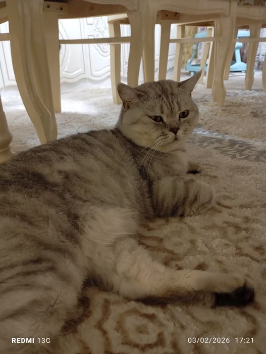 Britaniskiy shinshila sotiladi pasport bor emlangan