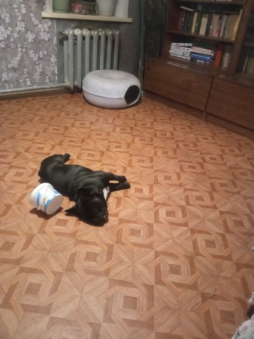 Ищет подруг для вязки