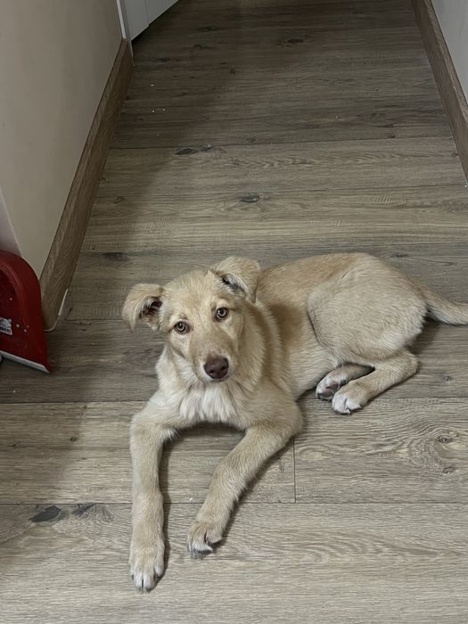 золотистый ретвивер