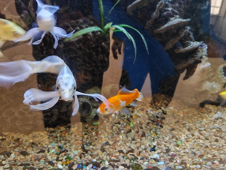 Аквариум баликлари сотилади