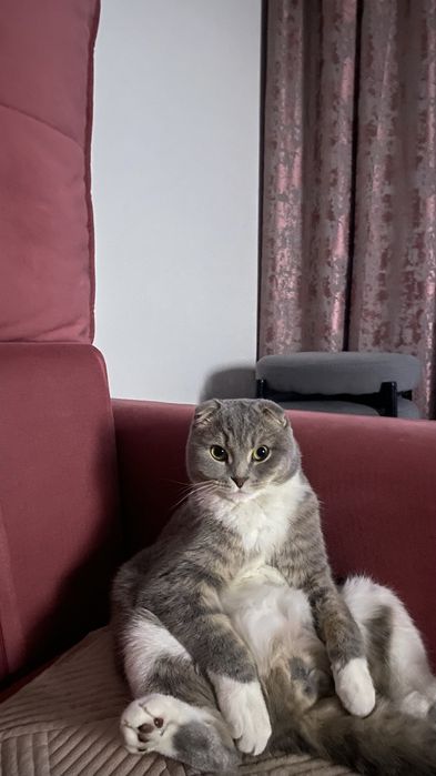 Кот стерилизованный