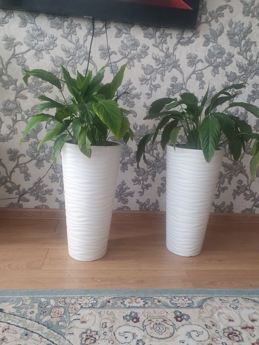 Свитй  домашнй,,,