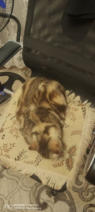 Отдам в хошии руки.