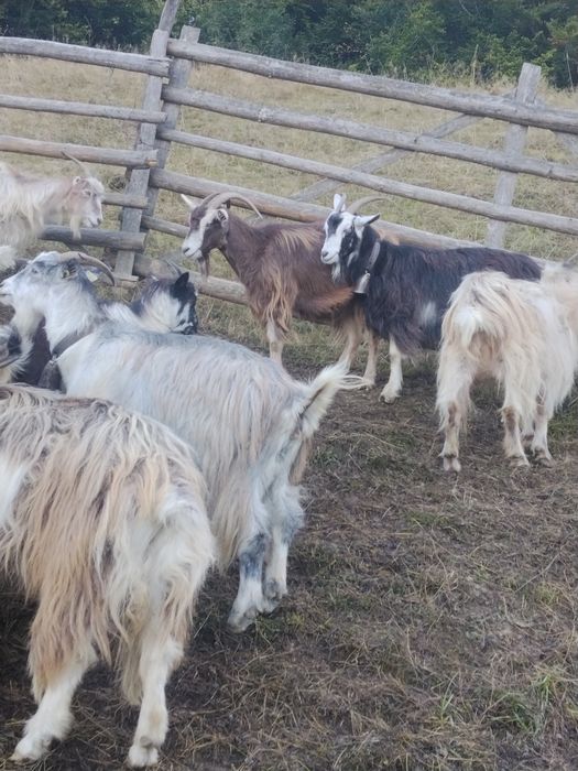 Capre de vanzare  27 bucat