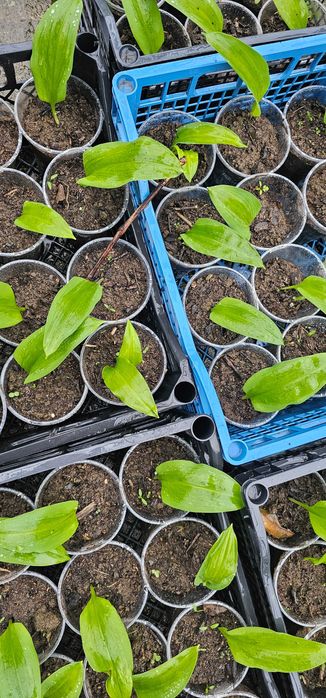 Разсад домати, Левурда,  вечен лук, целогодишни ягоди