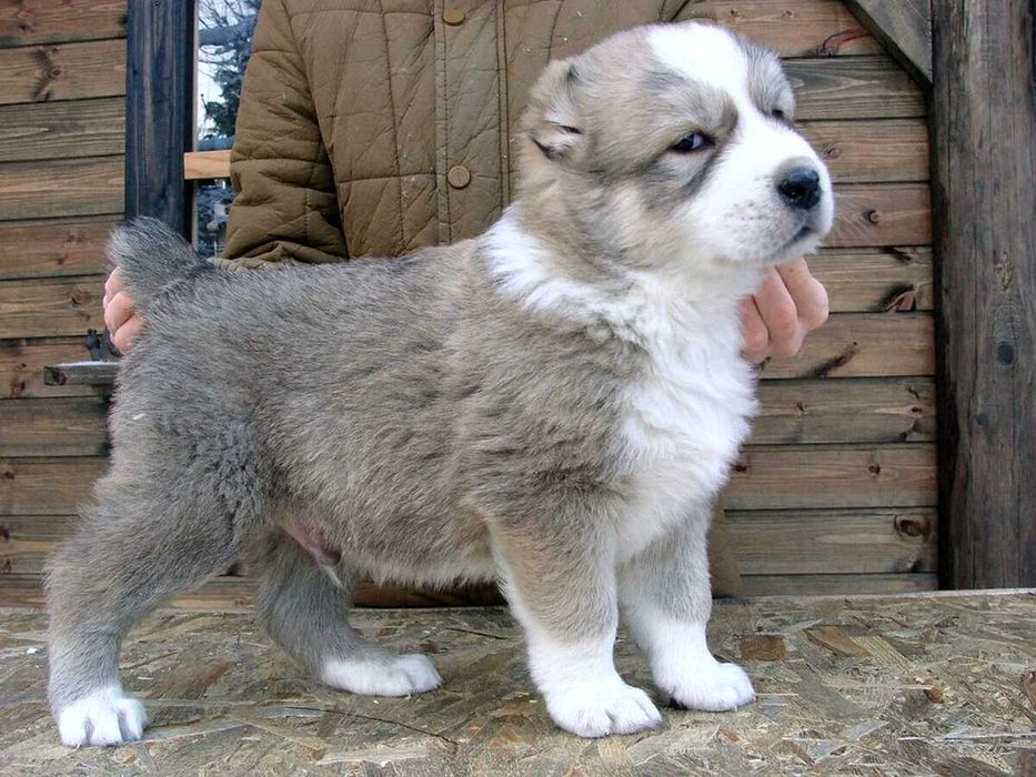 Туркмен алабай итлари сотилади