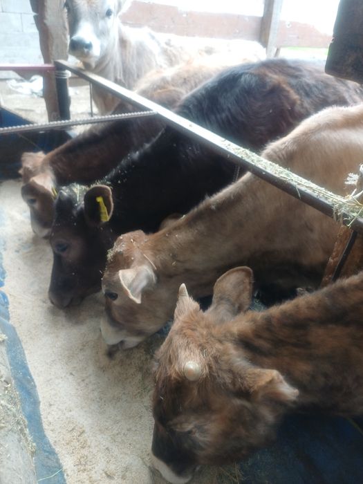 Бұзаулар сатылады