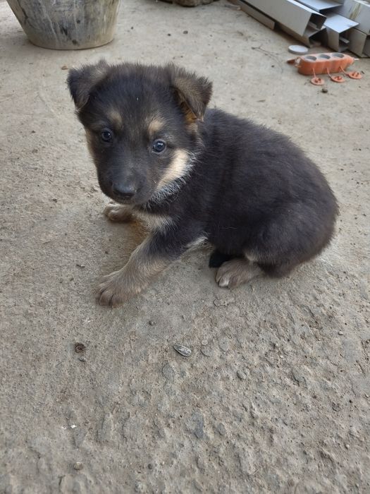 Овчарка зотли ит